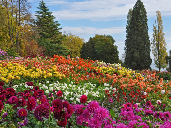© Insel Mainau / Marketing